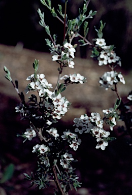 APII jpeg image of Leptospermum namadgiense  © contact APII