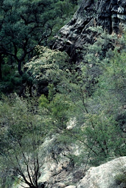 APII jpeg image of Leptospermum neglectum  © contact APII