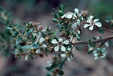 APII jpeg image of Leptospermum petraeum  © contact APII