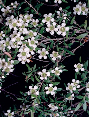 APII jpeg image of Leptospermum polygalifolium subsp. montanum  © contact APII