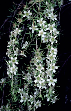 APII jpeg image of Leptospermum polygalifolium subsp. tropicum  © contact APII