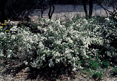 APII jpeg image of Leptospermum rotundifolium  © contact APII