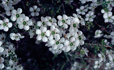 APII jpeg image of Leptospermum rotundifolium  © contact APII