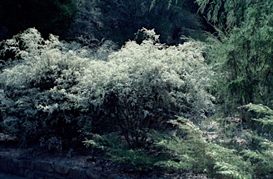 APII jpeg image of Leptospermum sericatum  © contact APII