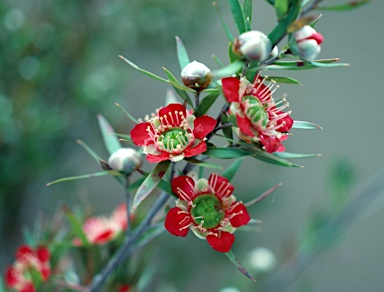 APII jpeg image of Leptospermum spectabile  © contact APII