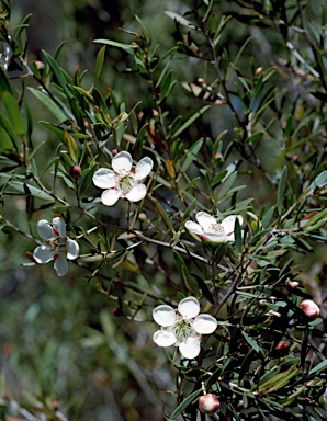 APII jpeg image of Leptospermum variabile  © contact APII