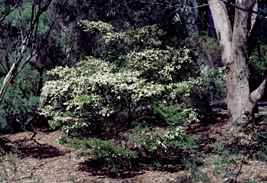 APII jpeg image of Leptospermum wooroonooran  © contact APII