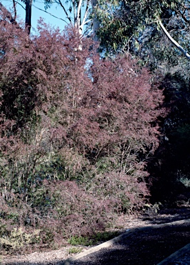 APII jpeg image of Leptospermum 'Copper Crest'  © contact APII