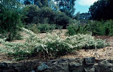 APII jpeg image of Leptospermum continentalis 'Horizontalis'  © contact APII