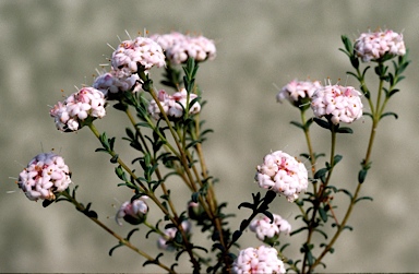 APII jpeg image of Pimelea brachyphylla  © contact APII