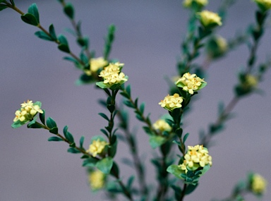 APII jpeg image of Pimelea flava subsp. flava  © contact APII