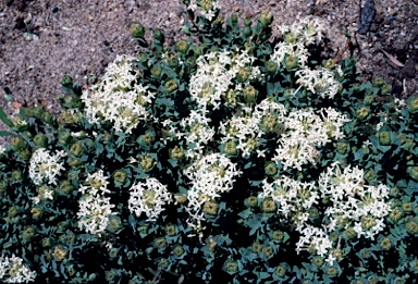 APII jpeg image of Pimelea linifolia subsp. caesia  © contact APII