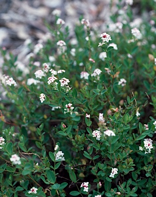 APII jpeg image of Pimelea spicata  © contact APII