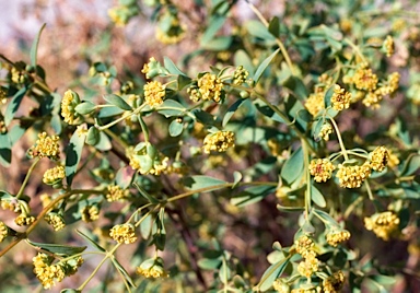 APII jpeg image of Pimelea spiculigera var. thesioides  © contact APII