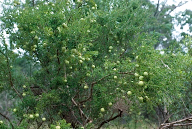 APII jpeg image of Pittosporum spinescens  © contact APII