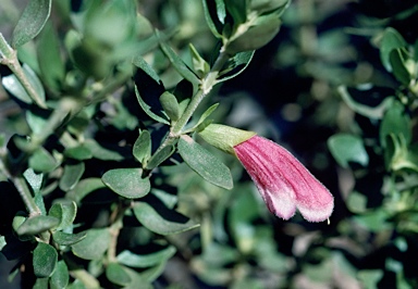 APII jpeg image of Prostanthera carrickiana  © contact APII