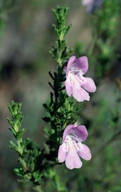 APII jpeg image of Prostanthera cryptandroides subsp. euphrasioides  © contact APII