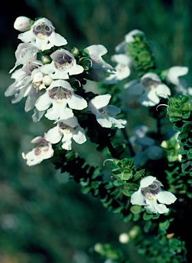 APII jpeg image of Prostanthera cuneata  © contact APII