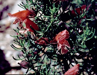 APII jpeg image of Prostanthera florifera  © contact APII