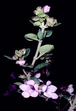 APII jpeg image of Prostanthera sp. Barren Mountain (L.M.Copeland 2256)  © contact APII