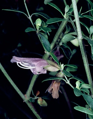 APII jpeg image of Prostanthera ringens  © contact APII