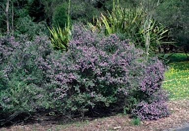 APII jpeg image of Prostanthera rotundifolia  © contact APII