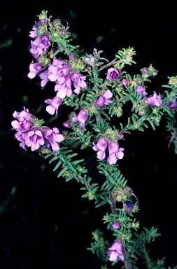 APII jpeg image of Prostanthera decussata  © contact APII