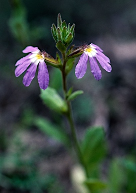 APII jpeg image of Scaevola aemula  © contact APII