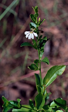 APII jpeg image of Scaevola angulata  © contact APII