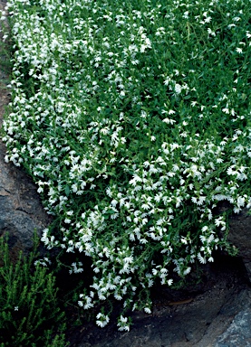 APII jpeg image of Scaevola albida  © contact APII