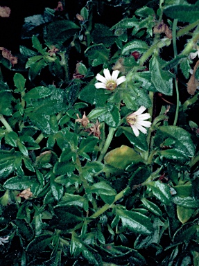 APII jpeg image of Scaevola hookeri  © contact APII