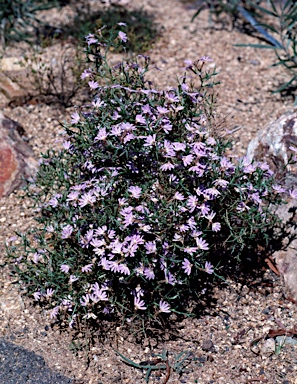 APII jpeg image of Scaevola oxyclona  © contact APII