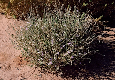 APII jpeg image of Scaevola parvibarbata  © contact APII