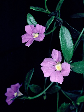 APII jpeg image of Scaevola striata  © contact APII