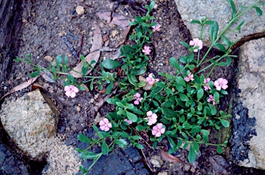 APII jpeg image of Scaevola 'Pink Perfection'  © contact APII