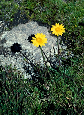 APII jpeg image of Senecio pectinatus  © contact APII