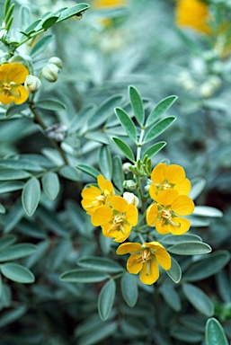 APII jpeg image of Senna artemisioides subsp. x sturtii  © contact APII