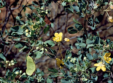 APII jpeg image of Senna artemisioides subsp. oligophylla  © contact APII