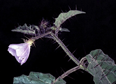 APII jpeg image of Solanum ditrichum  © contact APII