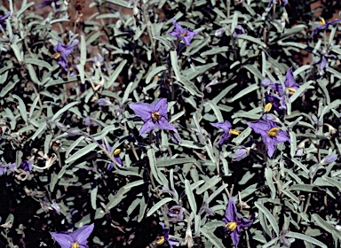 APII jpeg image of Solanum coactiliferum  © contact APII