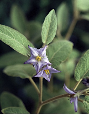 APII jpeg image of Solanum hapalum  © contact APII