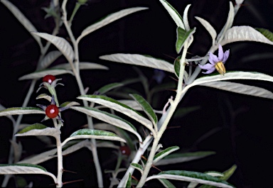 APII jpeg image of Solanum parvifolium subsp. parvifolium  © contact APII