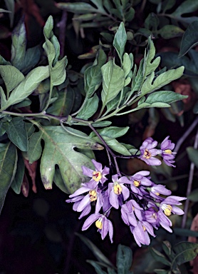 APII jpeg image of Solanum seaforthianum  © contact APII