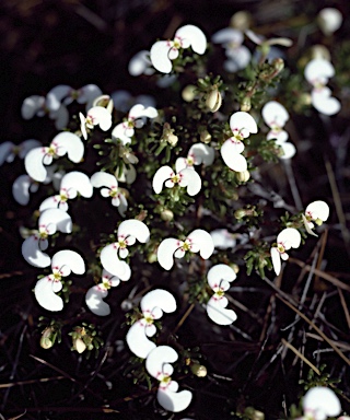 APII jpeg image of Stylidium involucratum  © contact APII