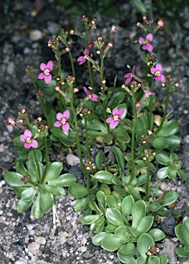 APII jpeg image of Stylidium debile  © contact APII