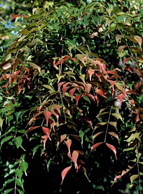 APII jpeg image of Syzygium canicortex  © contact APII