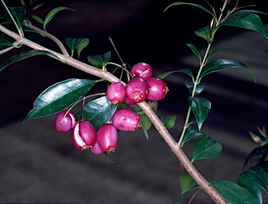 APII jpeg image of Syzygium paniculatum  © contact APII