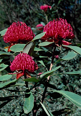 APII jpeg image of Telopea speciosissima 'Red Ned'  © contact APII