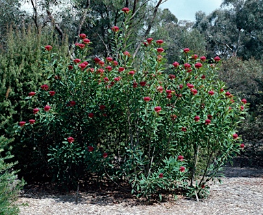 APII jpeg image of Telopea mongaensis x speciosissima  © contact APII