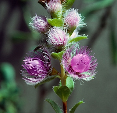 APII jpeg image of Verticordia blepharophylla  © contact APII